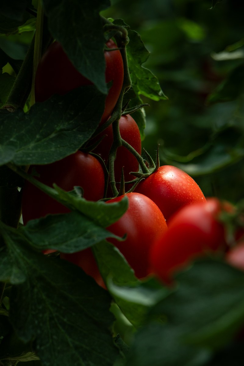Ripe red tomatoes on the vine among green leaves