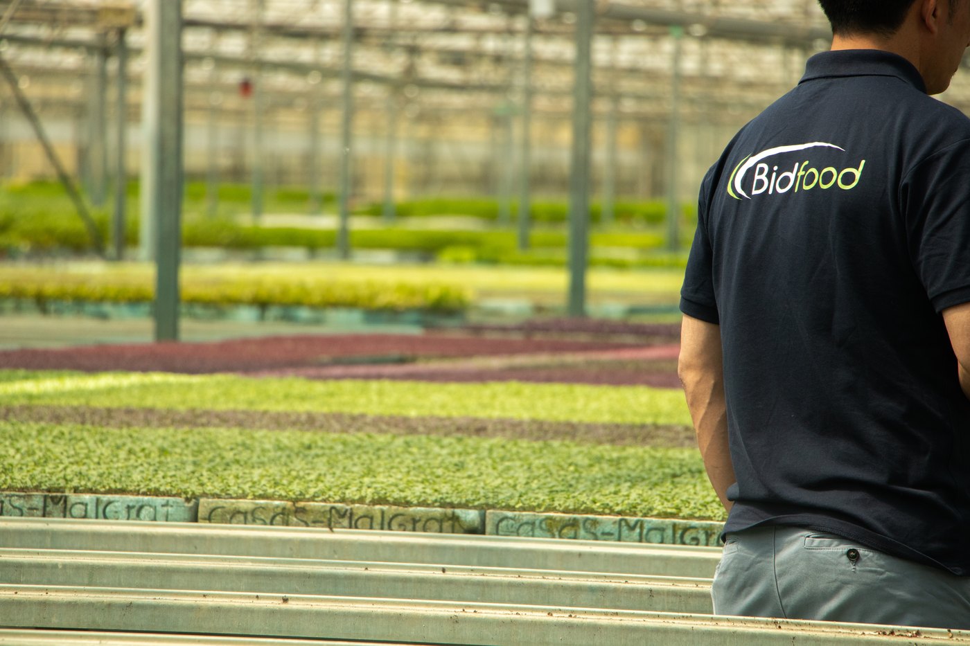 A Bidfood employee in a branded polo shirt walking through a greenhouse of leafy greens