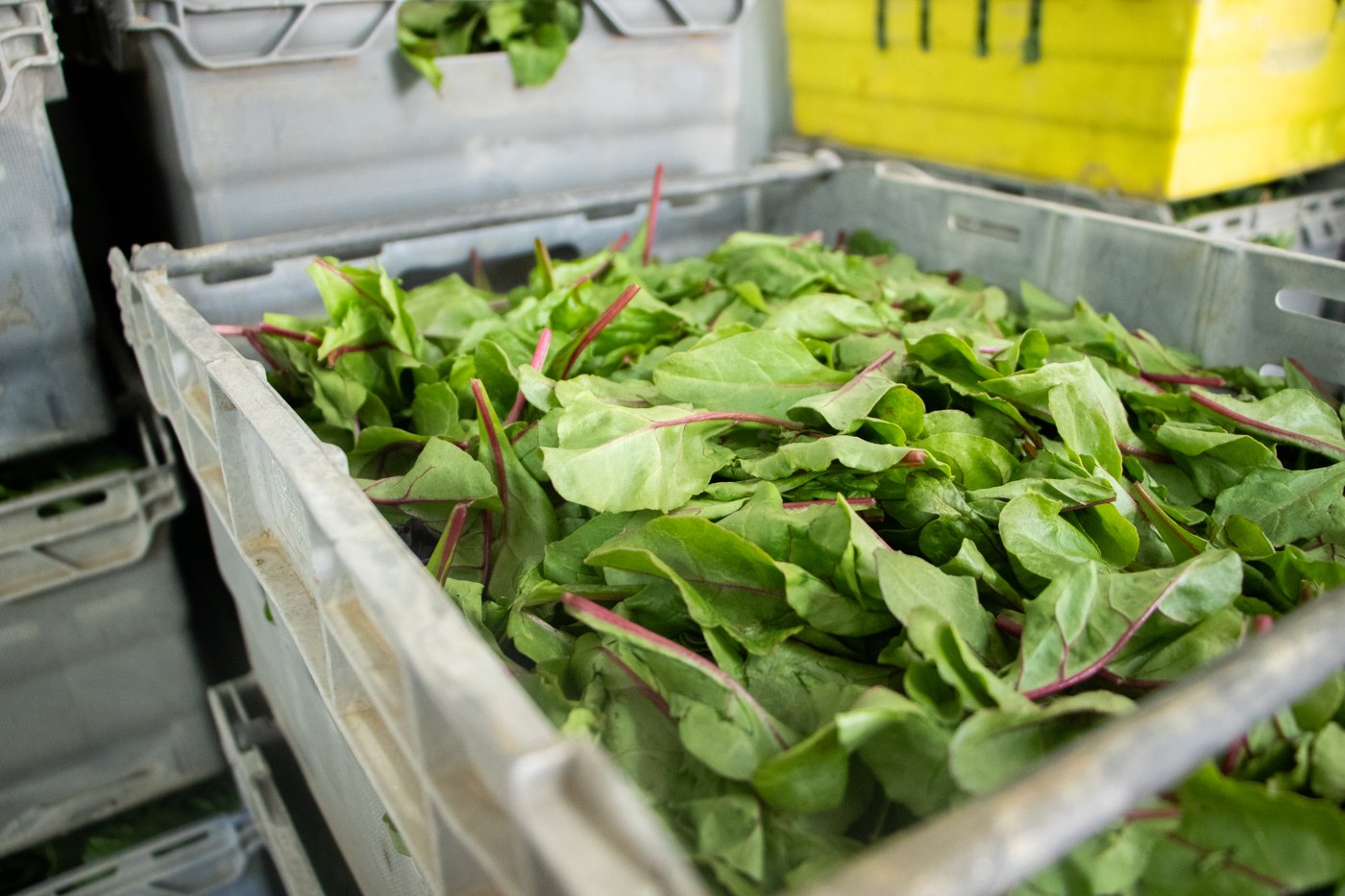 A crate of freshly harvested beet greens and leafy vegetables