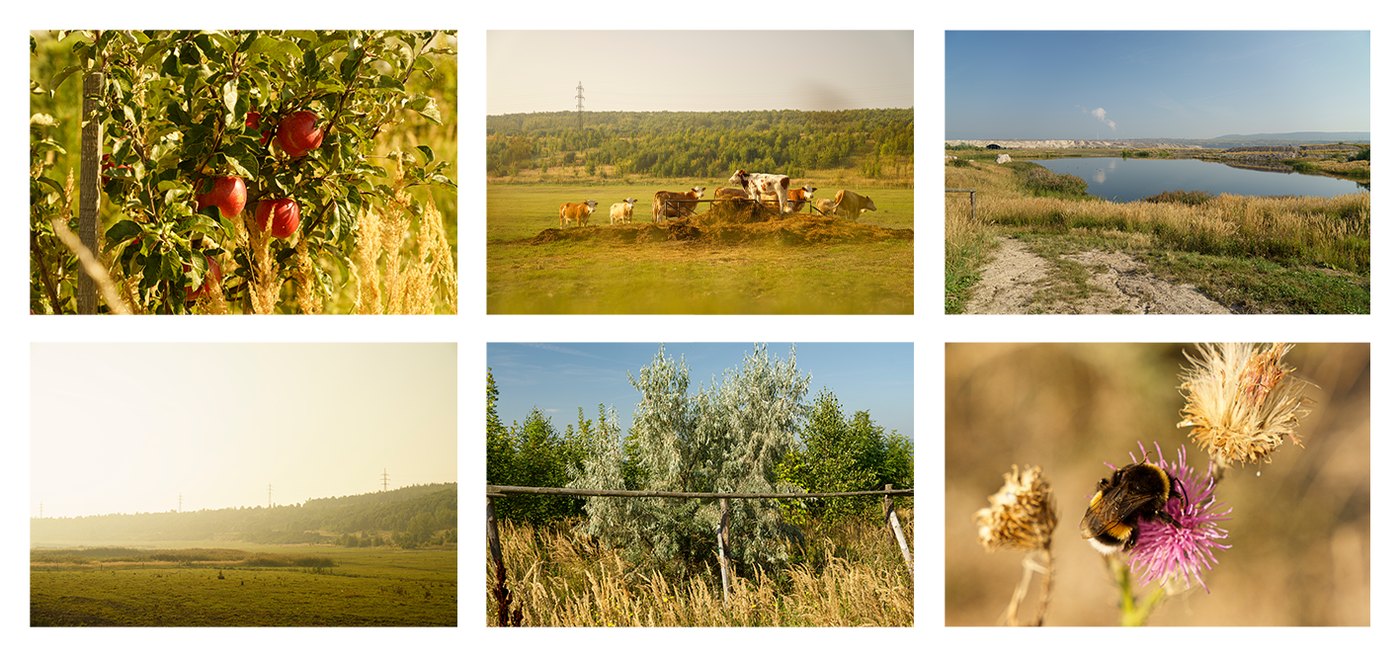 A grid of reclaimed-land photography — apple orchards, grazing cattle, a restored lake near the mine, and a bee on a wildflower