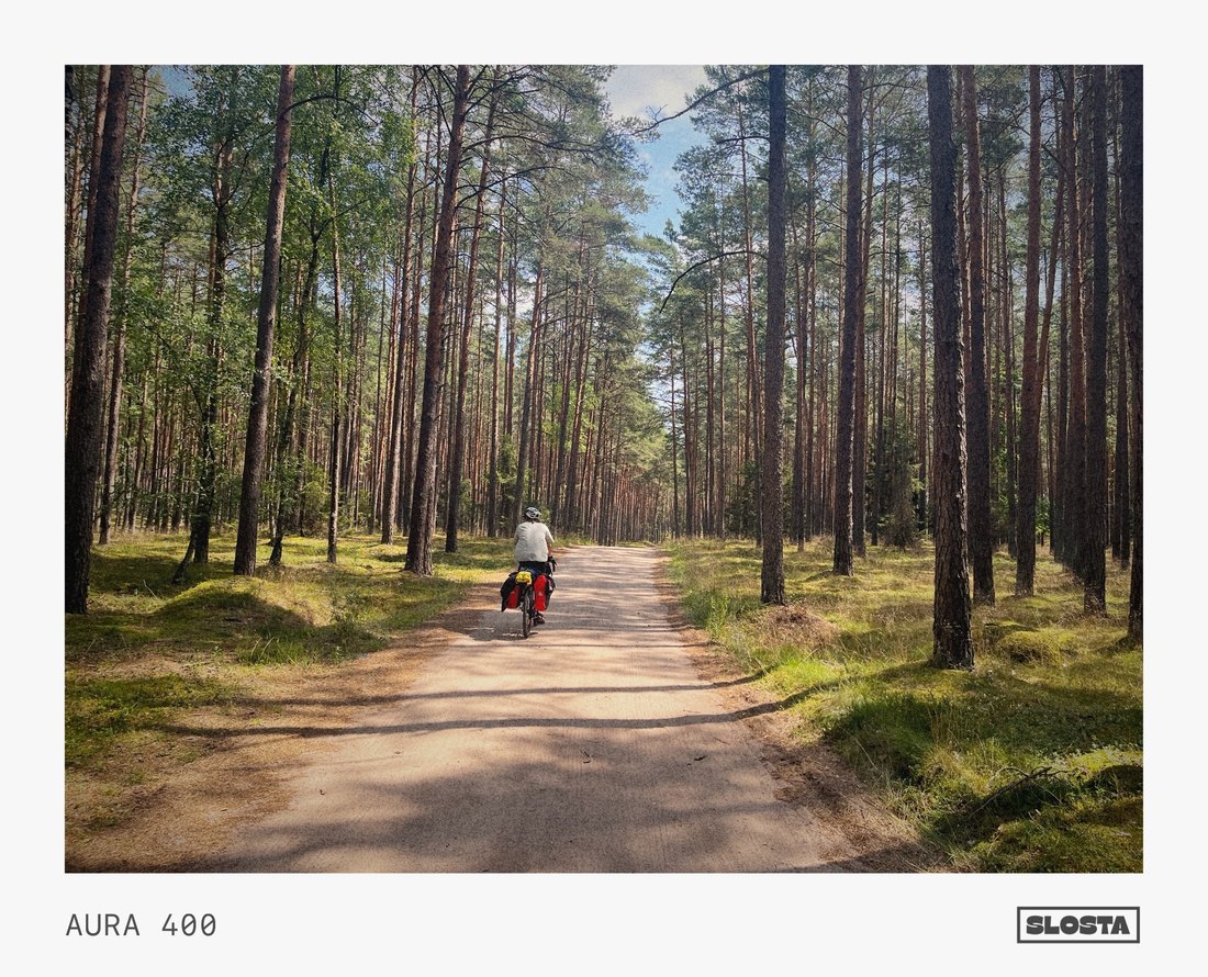 A person walking down a forest path lined with pine trees